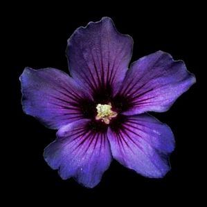 Meet your Posher, Destiny